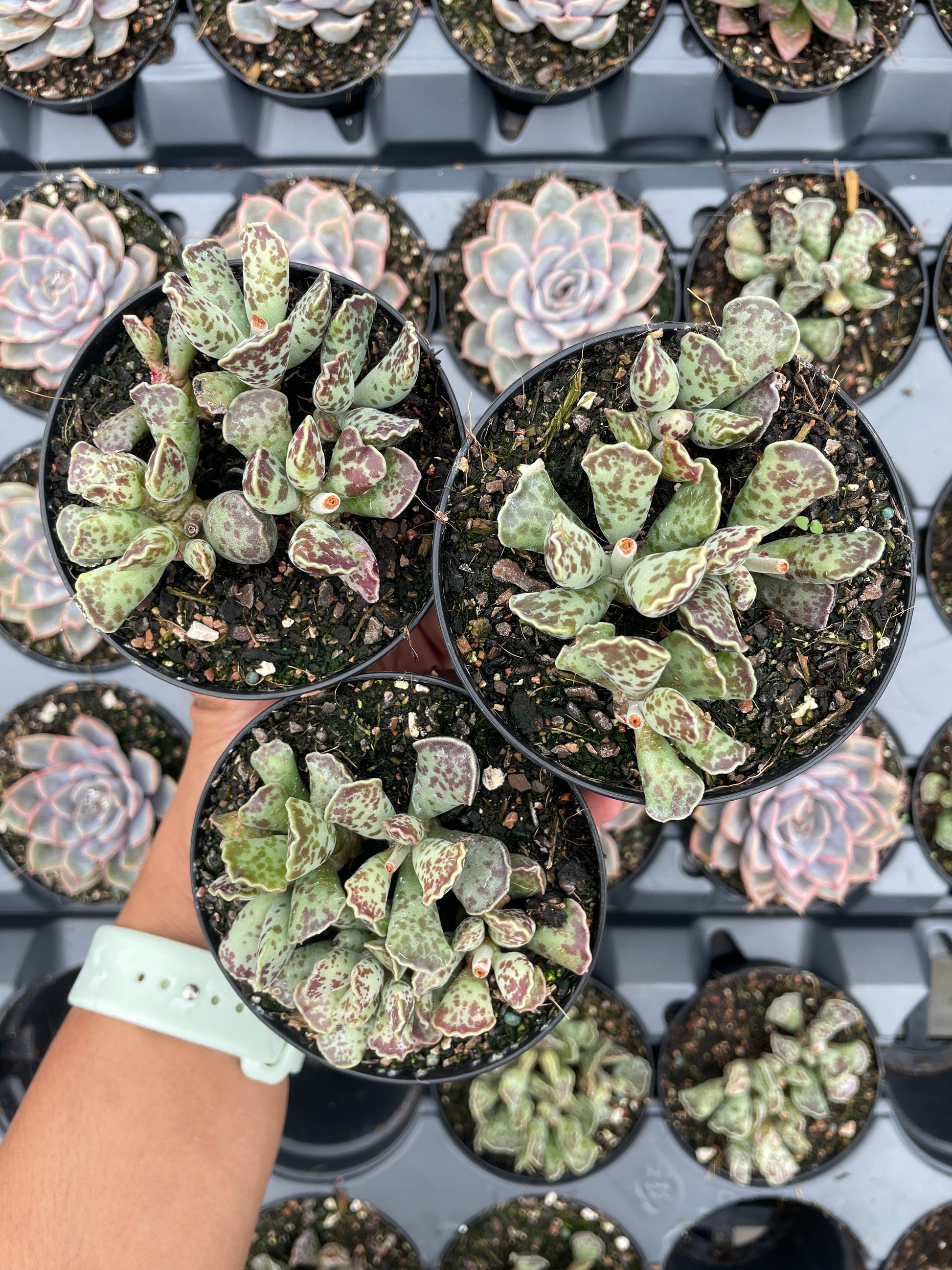 Adromischus Silver Tubes - Wera Plants