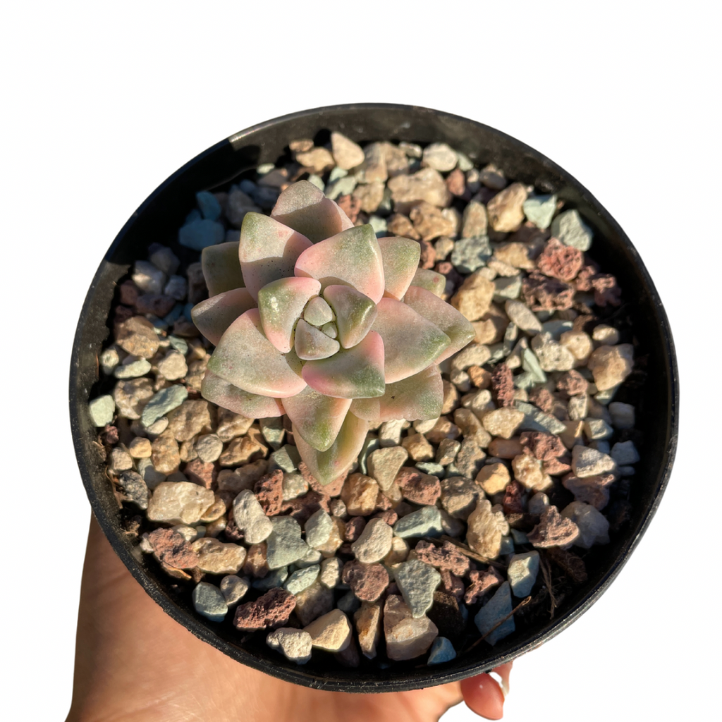 Graptopetalum Paraguayense ssp. Bernalense Variegated - Wera Plants