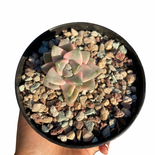 Graptopetalum Paraguayense ssp. Bernalense Variegated - Wera Plants