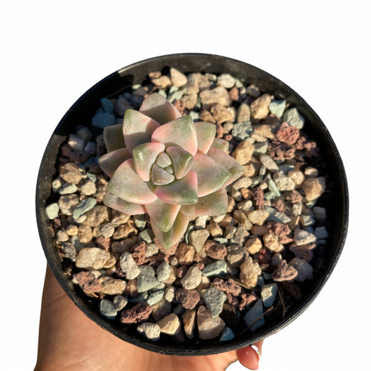 Graptopetalum Paraguayense ssp. Bernalense Variegated