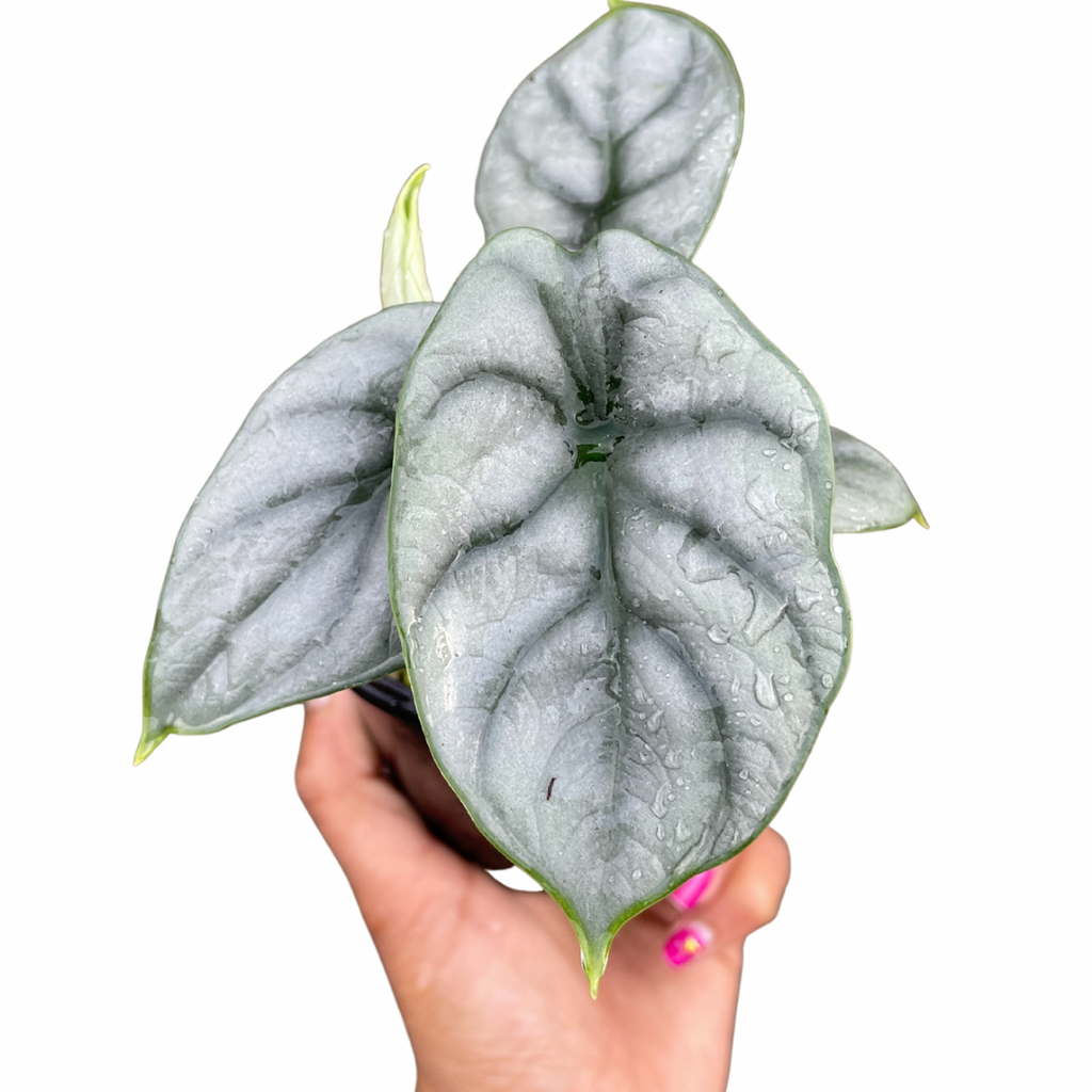 Silver dragon alocasias