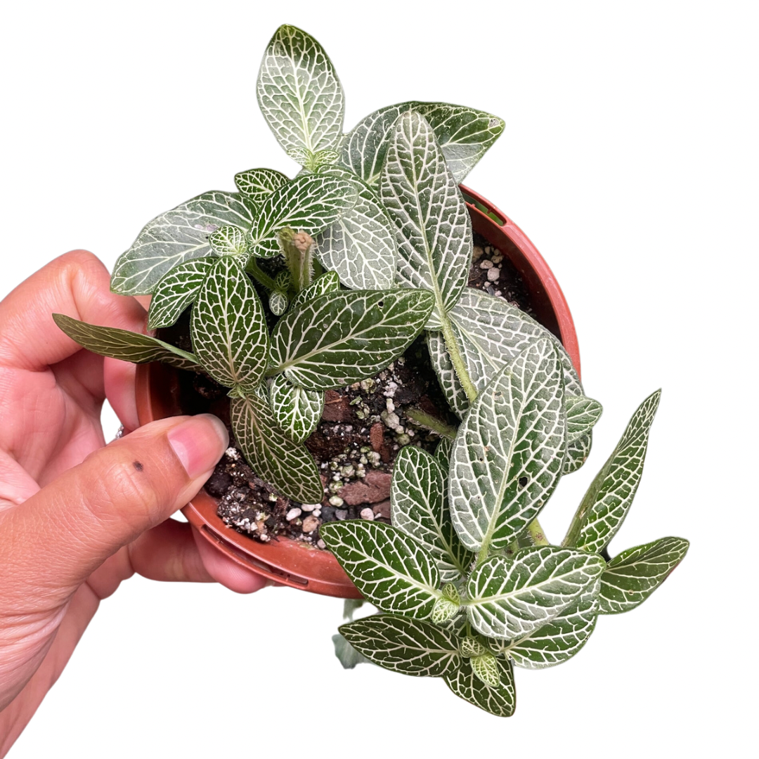 Fittonia Nerve Plant