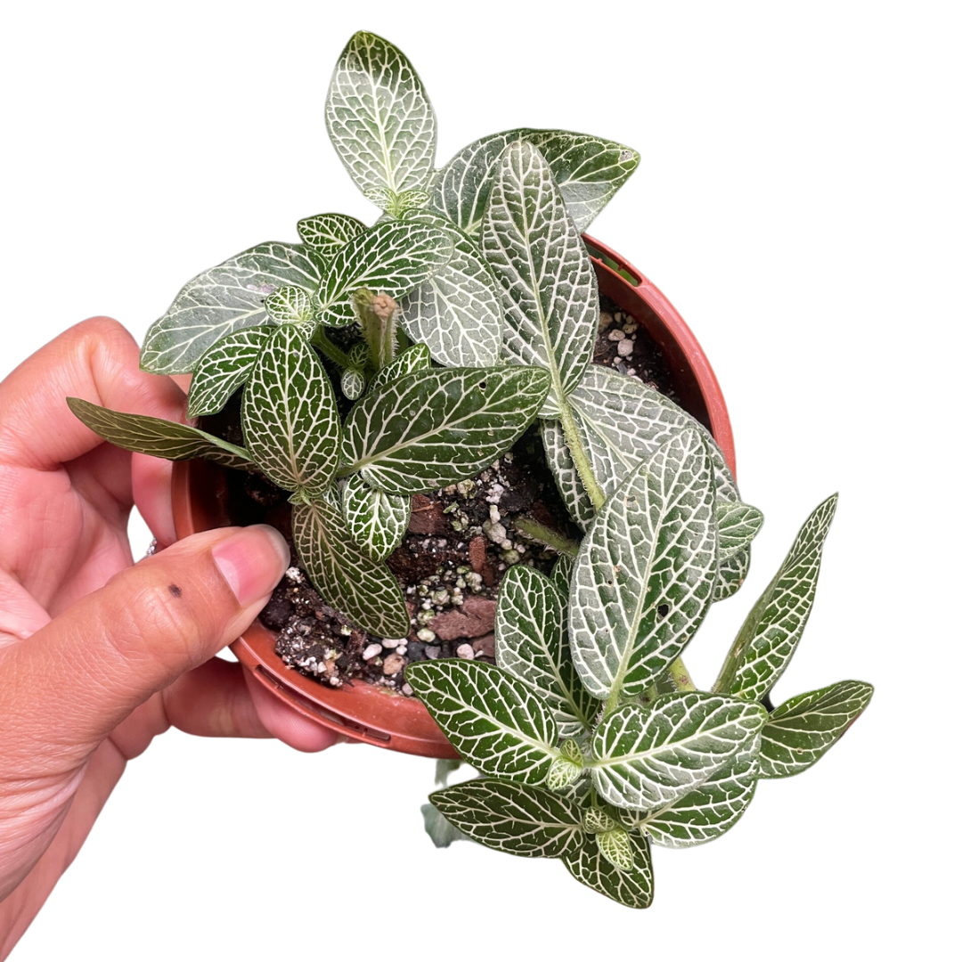 Fittonia Nerve Plant - Wera Plants