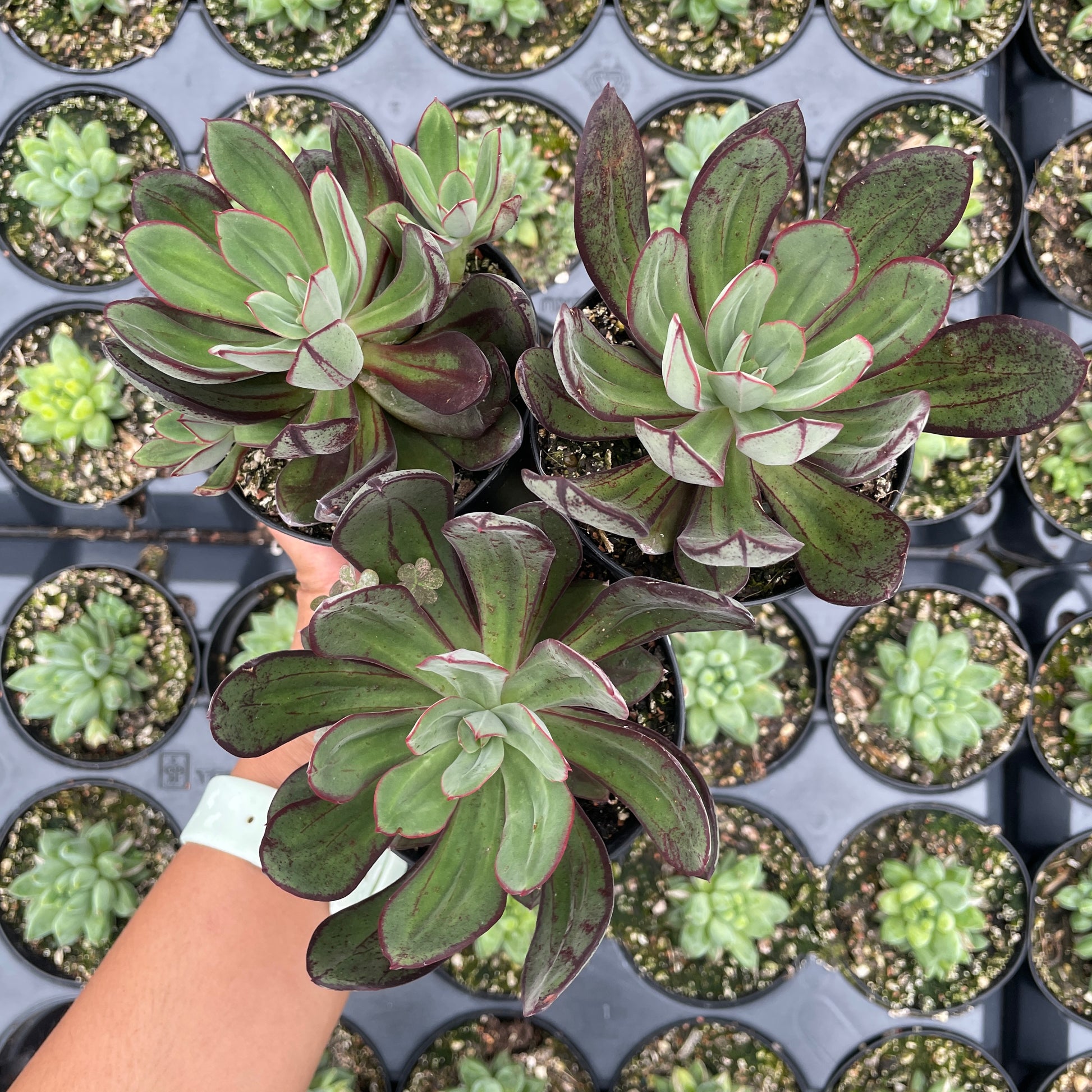 echeverias care tips