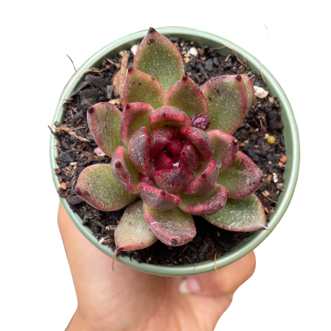 Echeveria Black Queen - Wera Plants