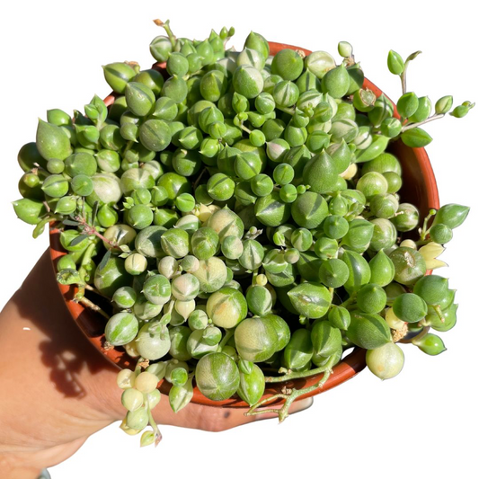variegated string of pearls for sale