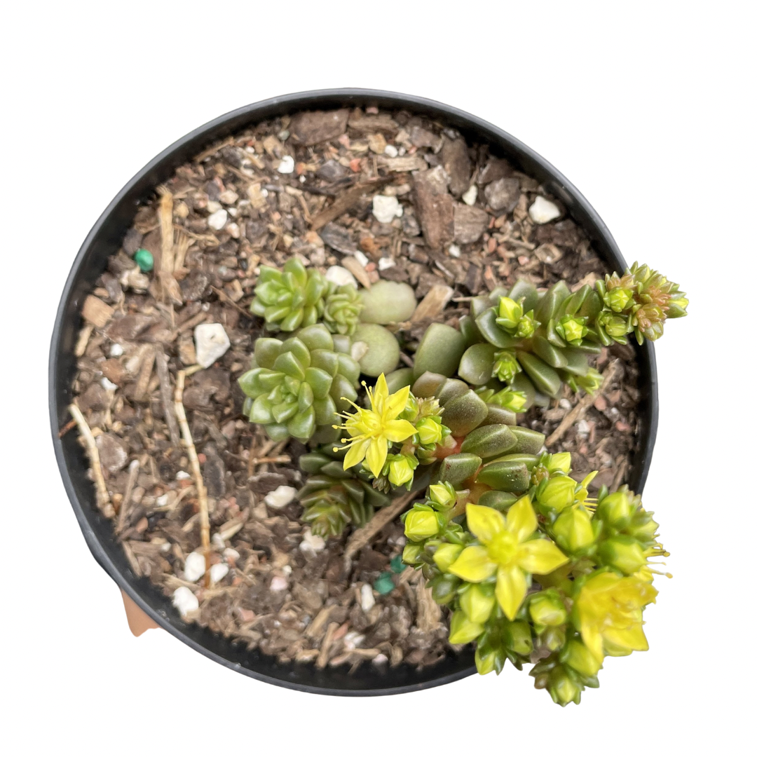 Cremnosedum Little Gem (flowering)