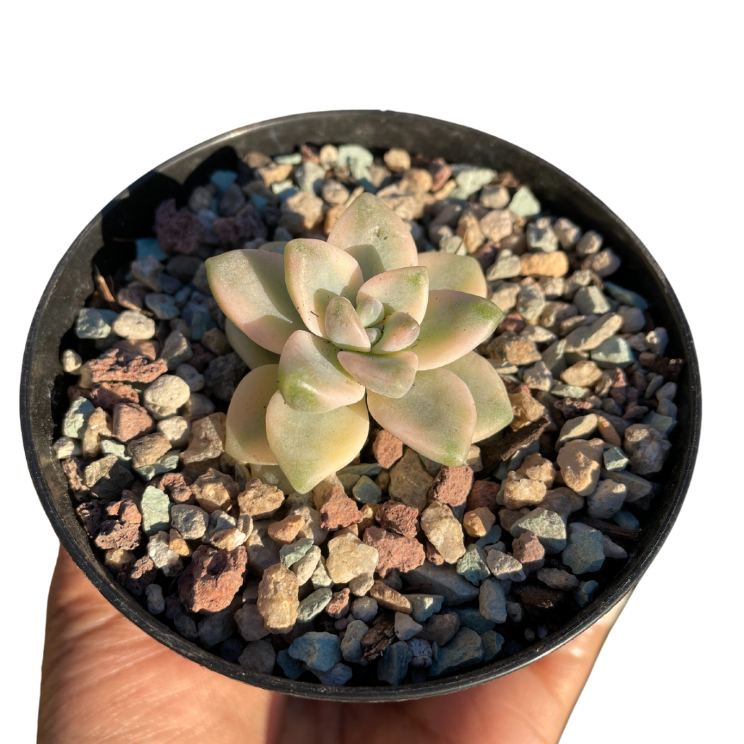Graptopetalum Paraguayense ssp. Bernalense Variegated - Wera Plants