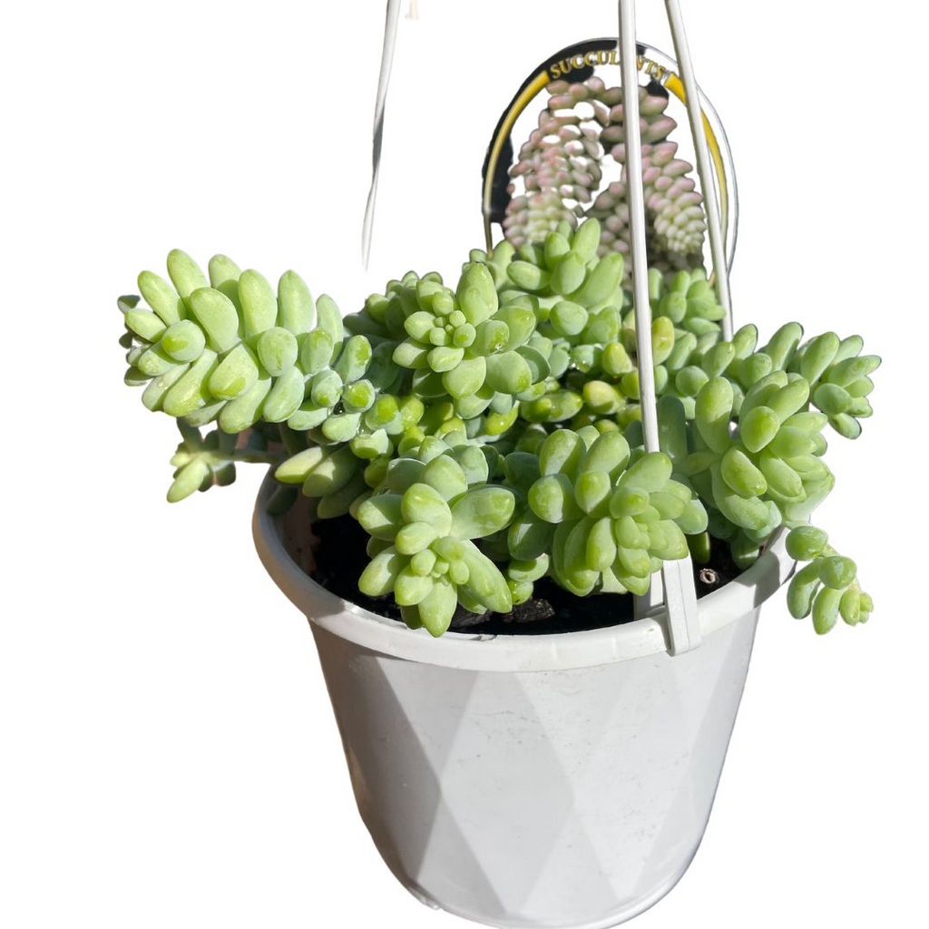 donkey's tail succulent