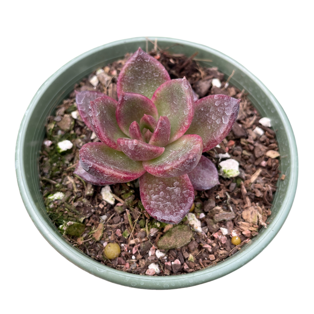 Echeveria Black Queen - Wera Plants