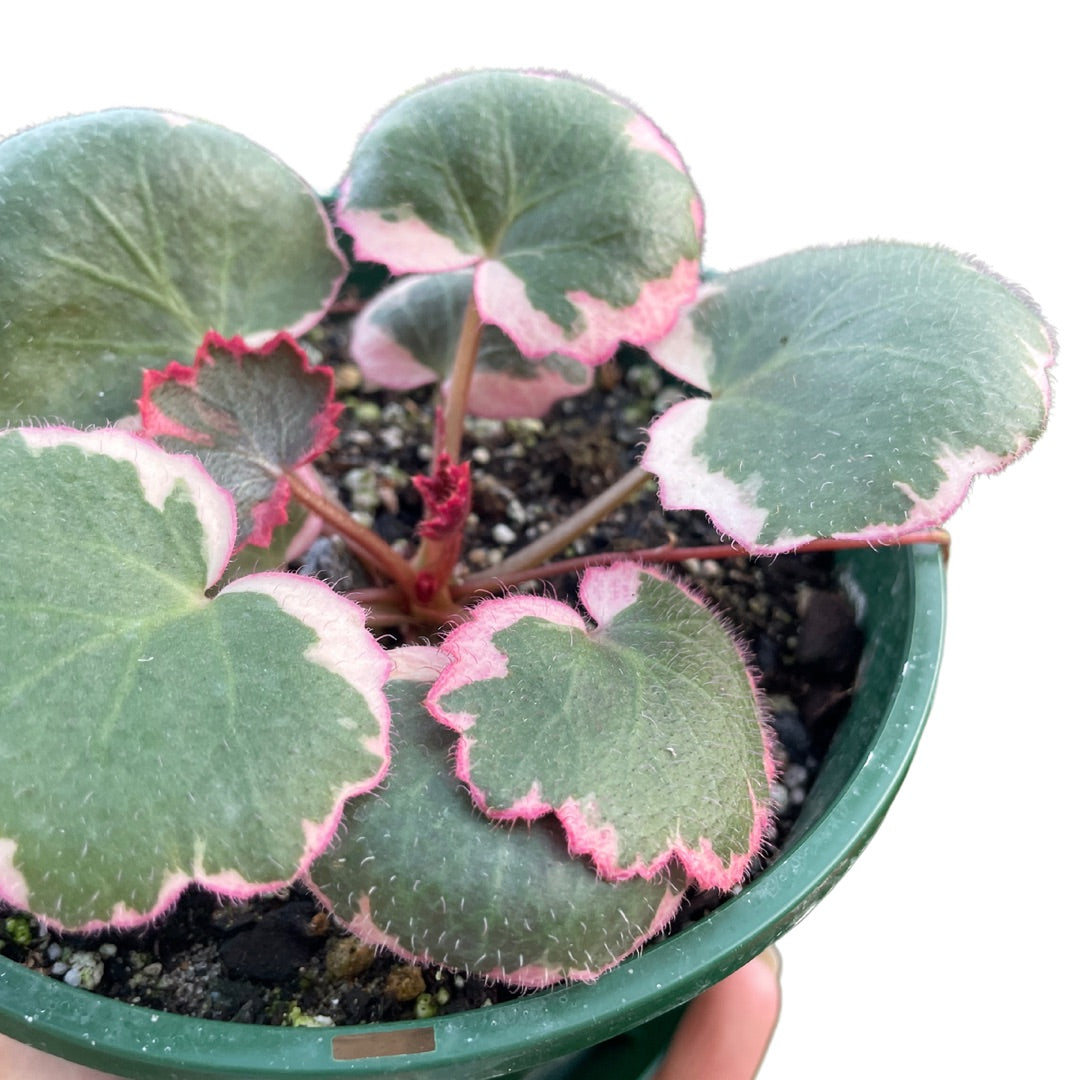 Saxifraga Stolonifera Tricolour (Strawberry Begonia) - Wera Plants