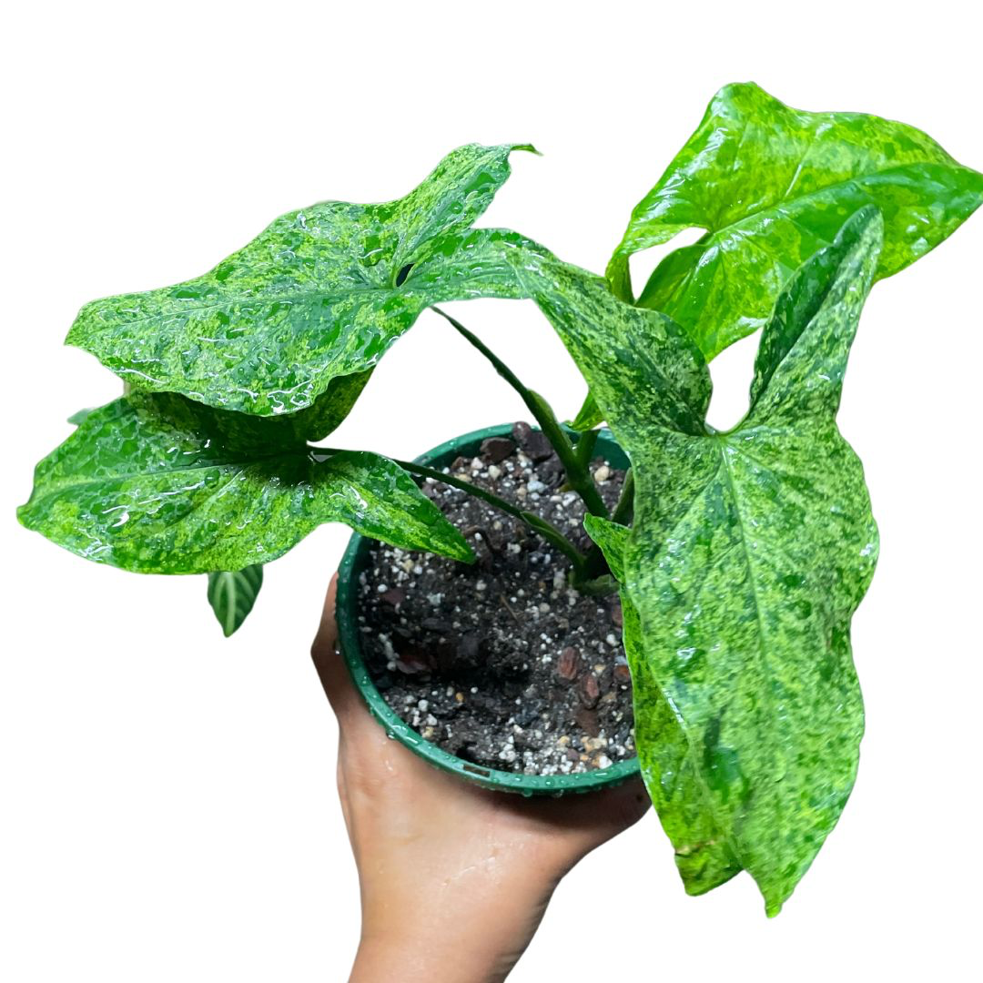 Syngonium Mojito - Wera Plants