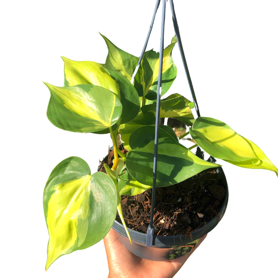 Brasil Philodendron in a hanging pot