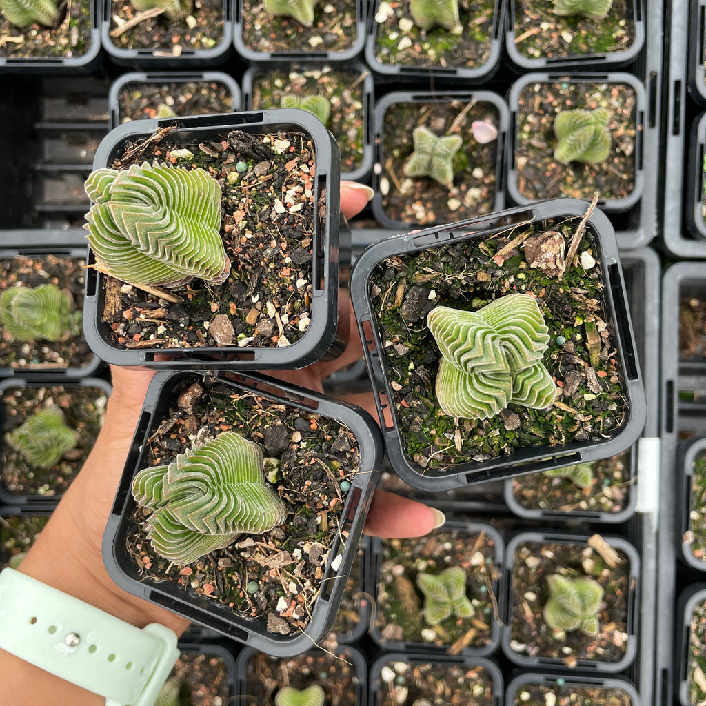 buddha's temple succulent australia Crassula Buddha Temple – Wera Plants