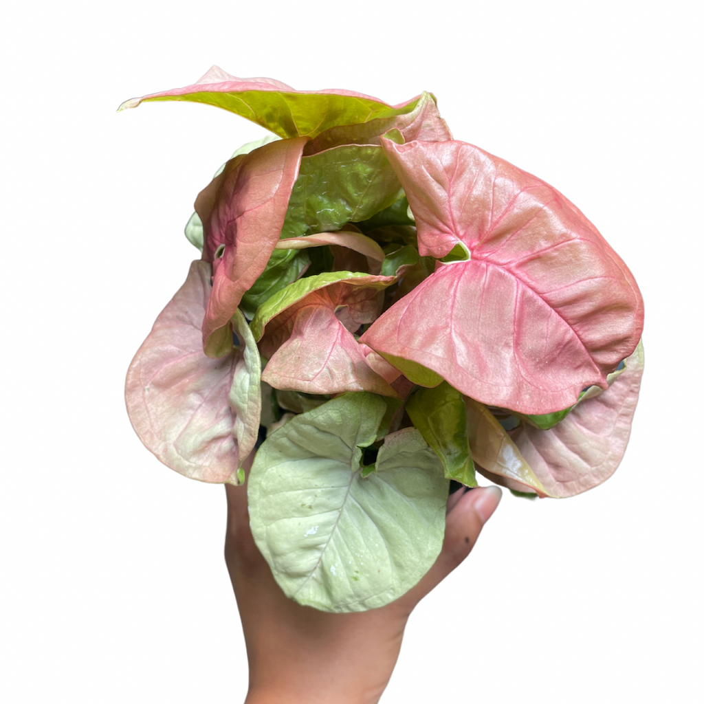 syngonium neon pink