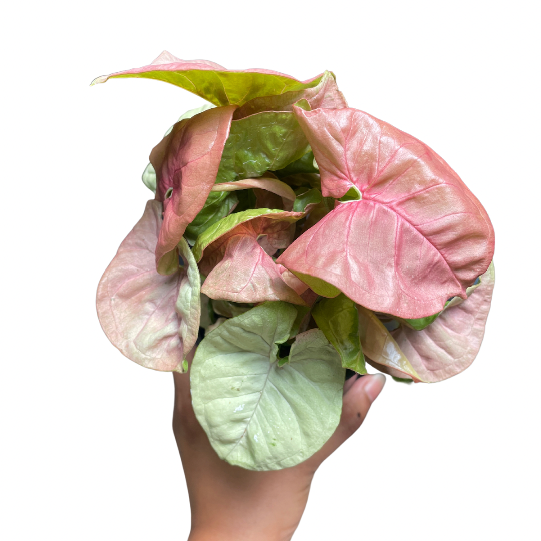 syngonium neon pink