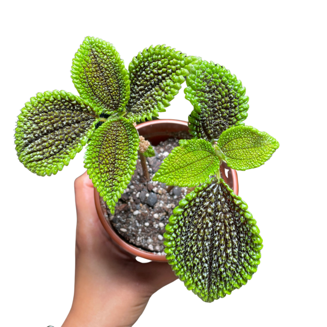 Pilea Moonvalley