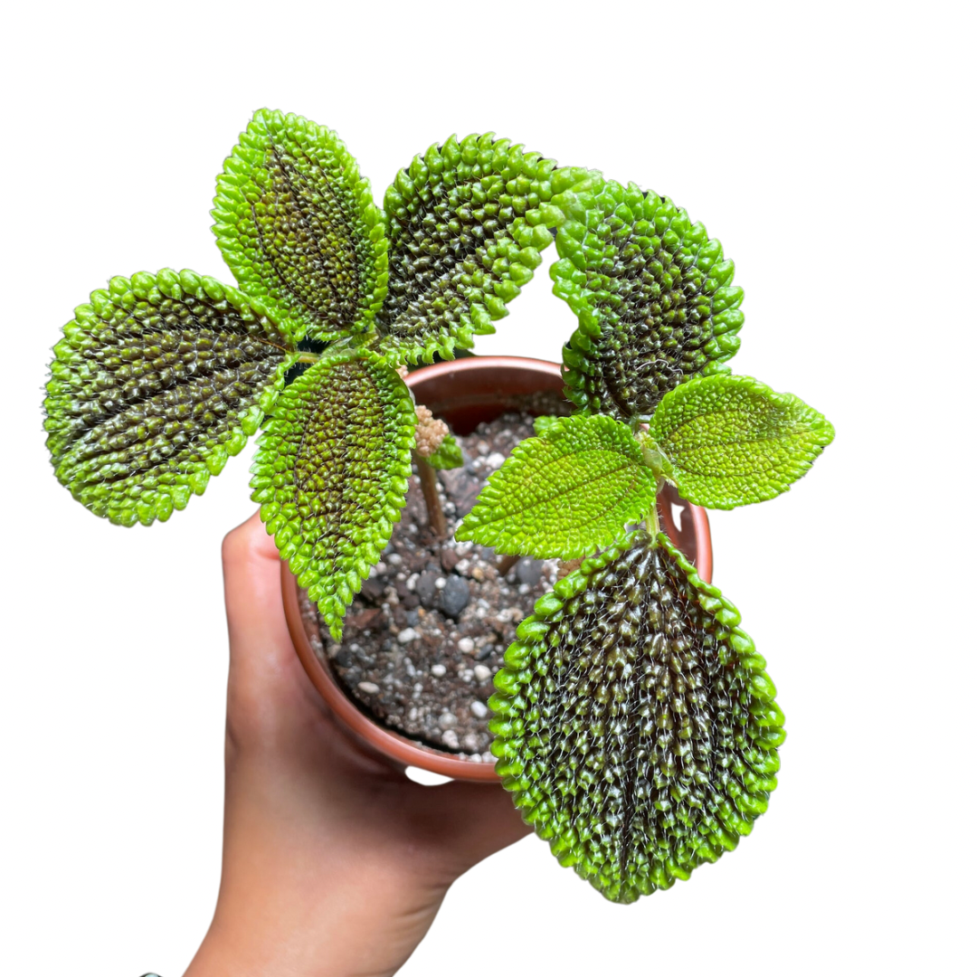 Pilea Moonvalley - Wera Plants