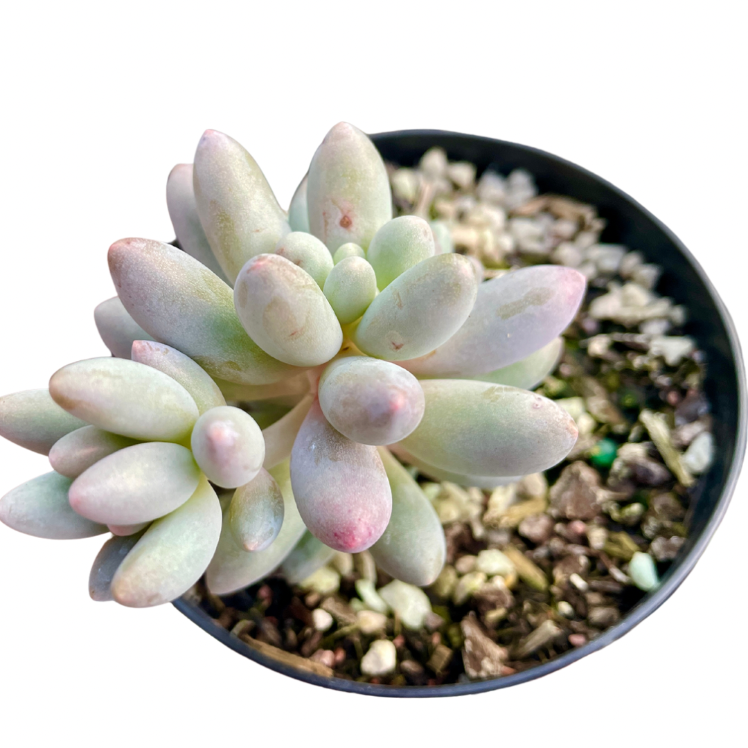 Pachyphytum Baby Fingers - Wera Plants