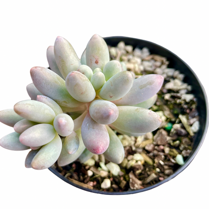 Pachyphytum Baby Fingers - Wera Plants