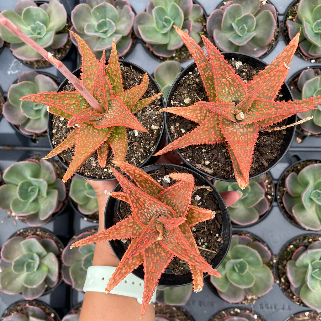 Aloe Christmas Carol - Wera Plants