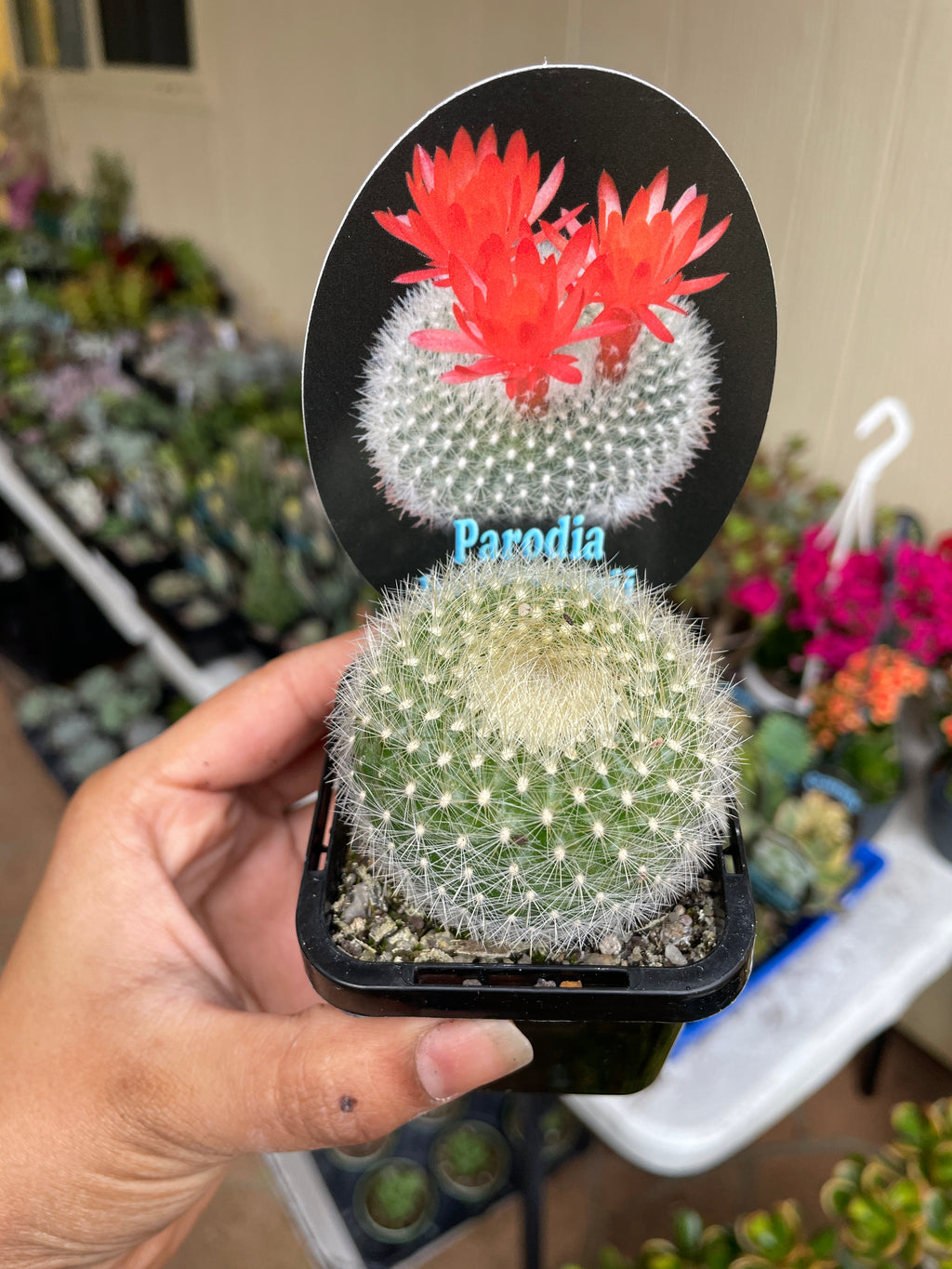 Parodia Haselbergii - Wera Plants