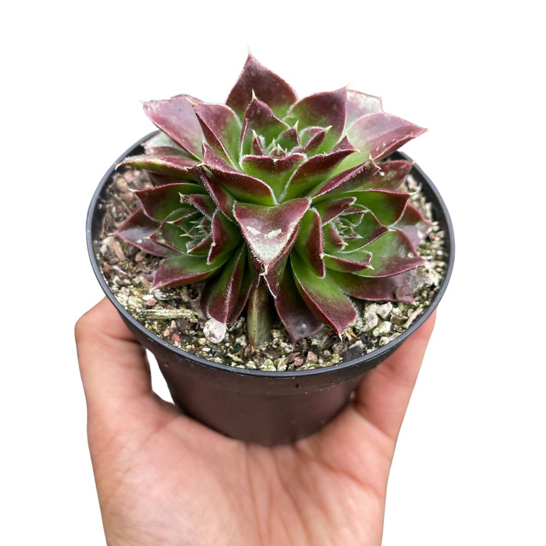 Sempervivum Jovibarba Heuffelii - Wera Plants
