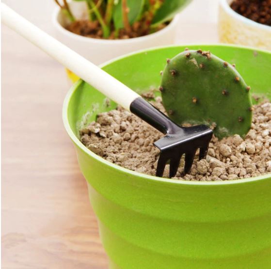 succulent plants shovel